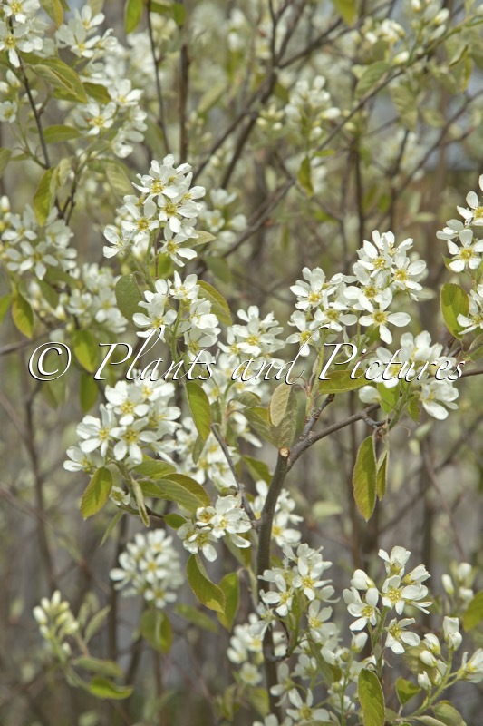 Amelanchier spicata