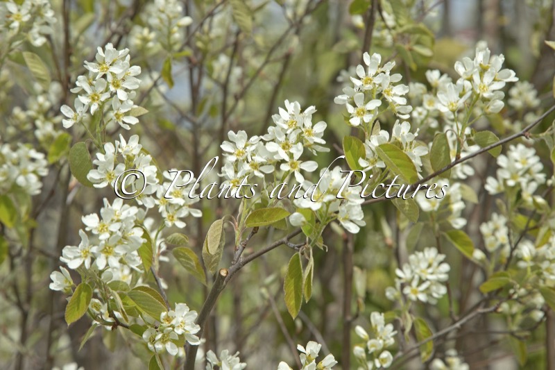Amelanchier spicata
