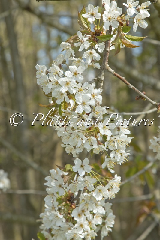 Prunus avium