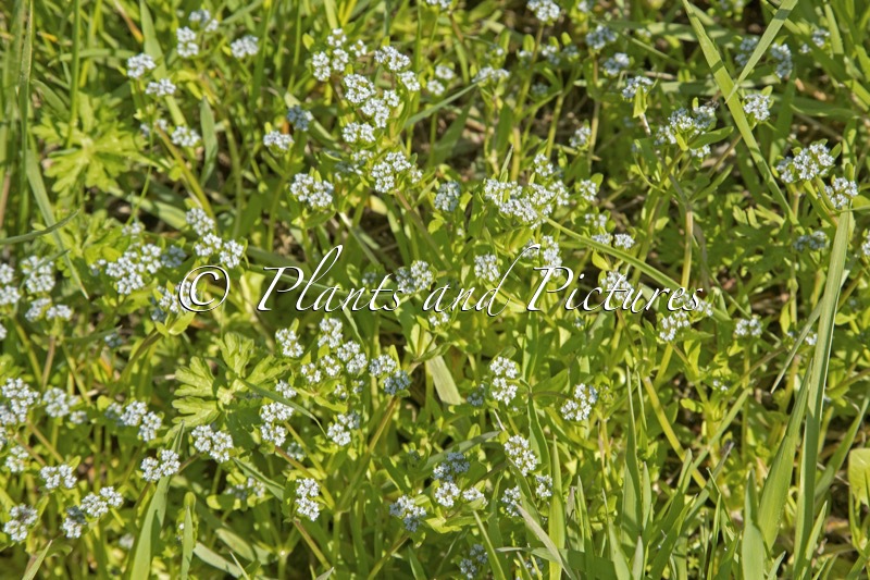 Myosotis scorpioides