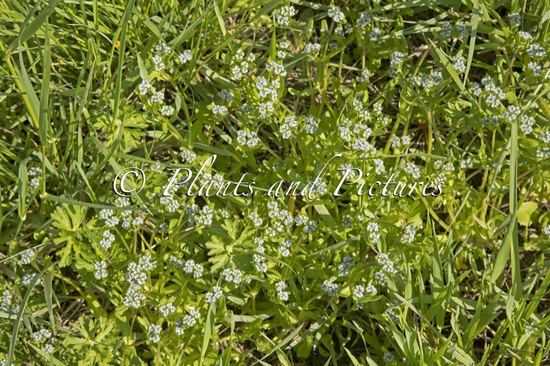 Myosotis scorpioides
