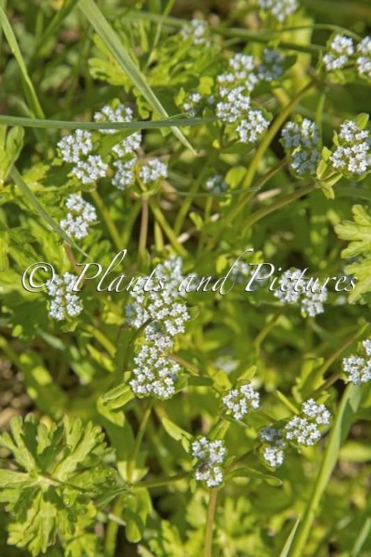 Myosotis scorpioides