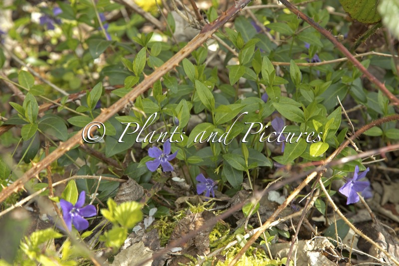 Vinca minor