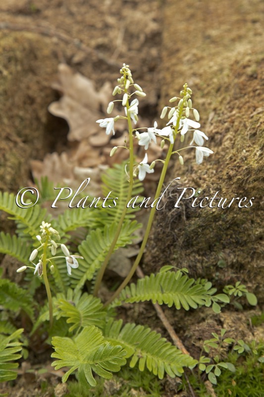 Pteridophyllum racemosum