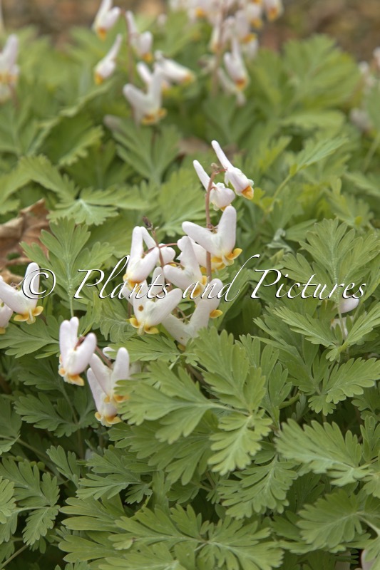 Dicentra cucullaria ‘Pittsburgh’