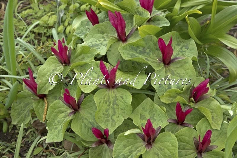 Trillium kurabayashii