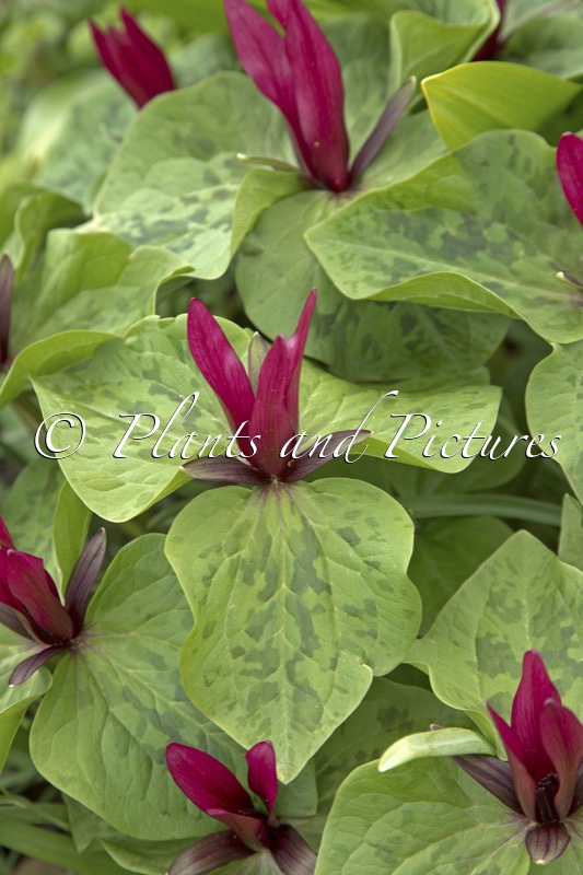 Trillium kurabayashii