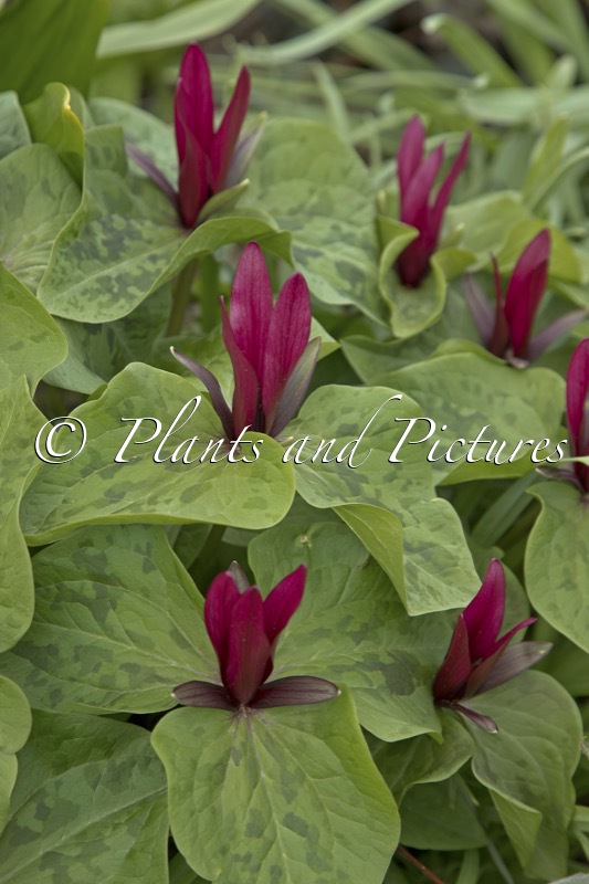 Trillium kurabayashii