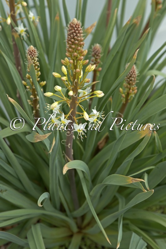 Eremurus lactiflorus