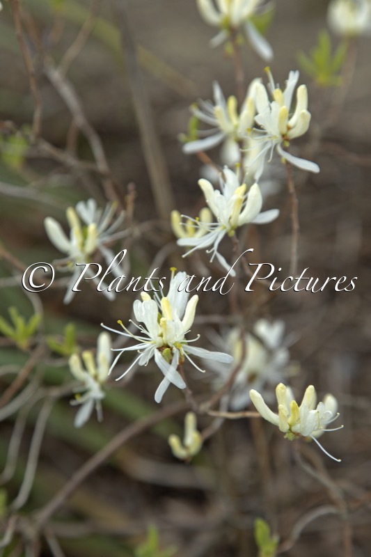 Rhododendron canadense ‘Albiflorum’