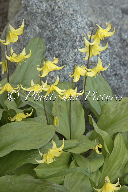 Erythronium ‘Pagoda’