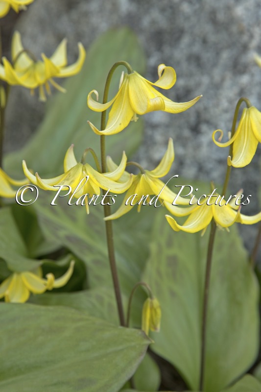 Erythronium ‘Pagoda’