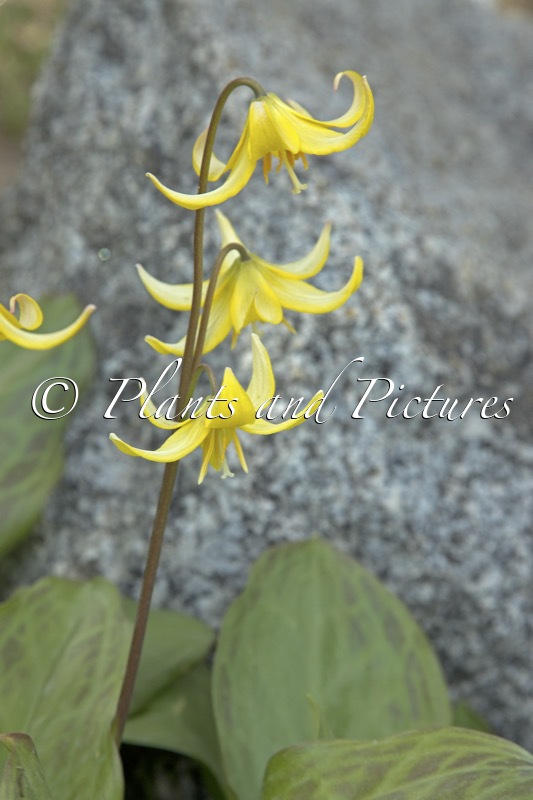 Erythronium ‘Pagoda’