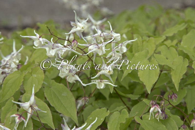 Epimedium grandiflorum