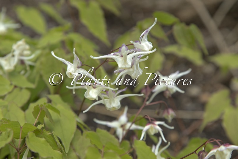 Epimedium grandiflorum