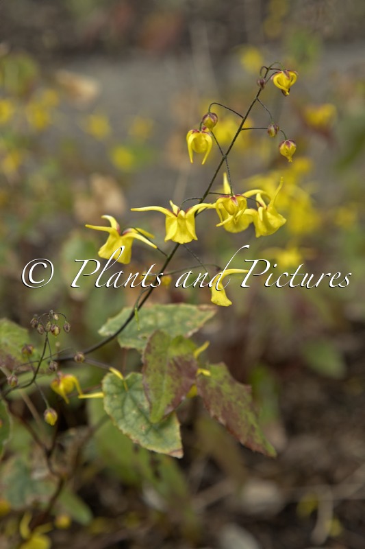 Epimedium davidii