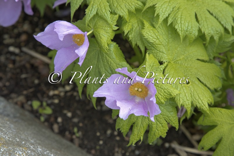 Glaucidium palmatum