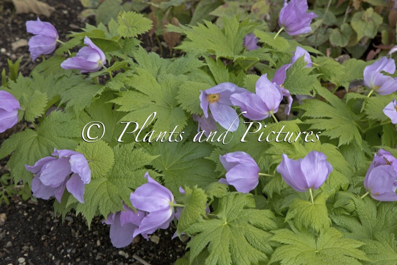 Glaucidium palmatum