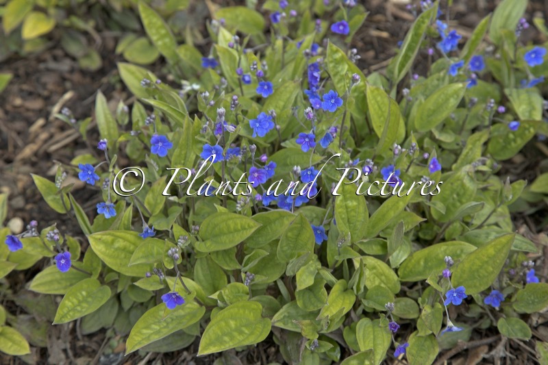 Omphalodes cappadocica