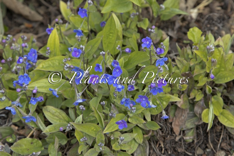 Omphalodes cappadocica
