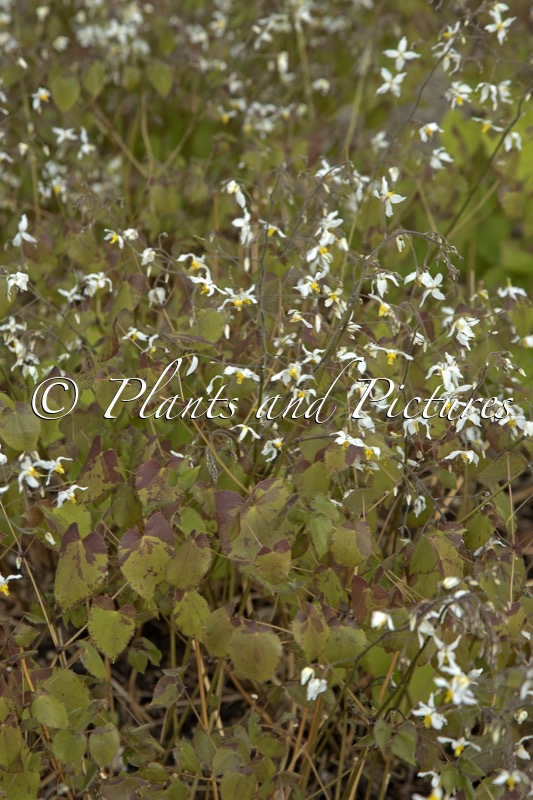 Epimedium brevicornu