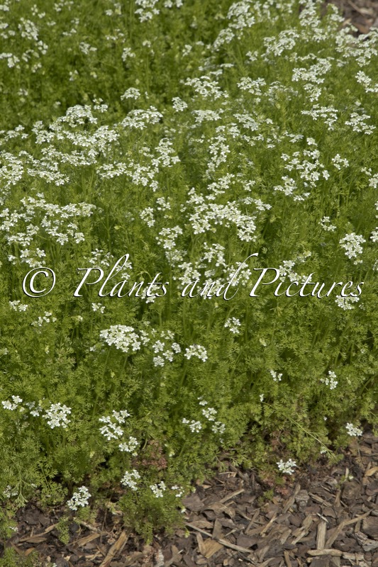 Anthriscus cerefolium