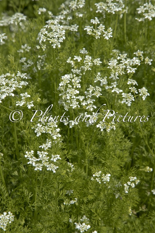 Anthriscus cerefolium