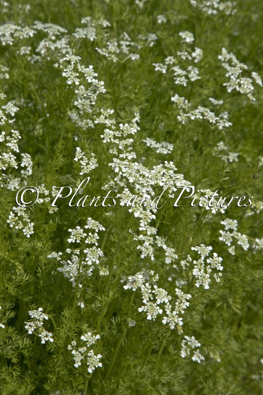 Anthriscus cerefolium