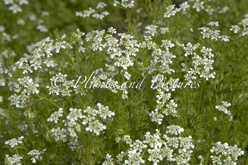 Anthriscus cerefolium