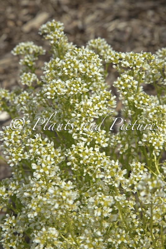 Cochlearia officinalis
