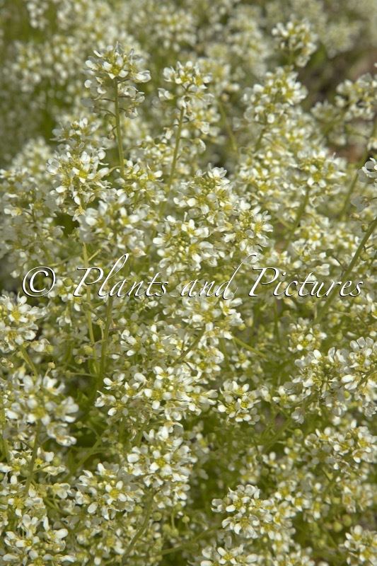Cochlearia officinalis