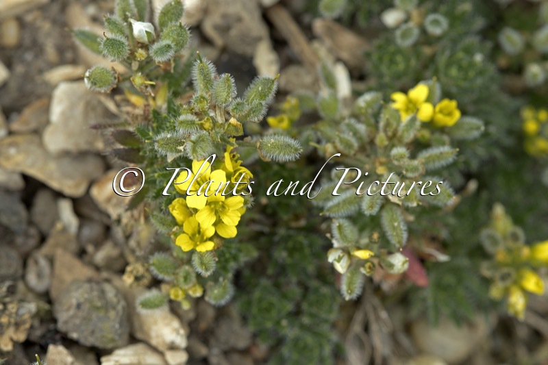Draba parnassica