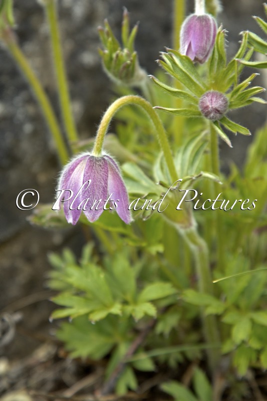 Pulsatilla chinensis