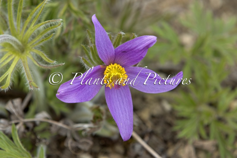 Pulsatilla halleri subsp. styriaca