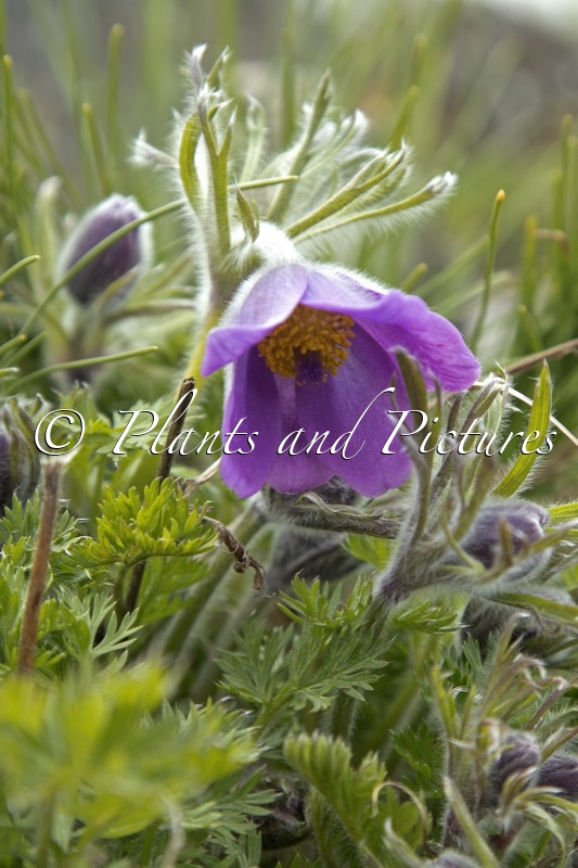 Pulsatilla tatewakii