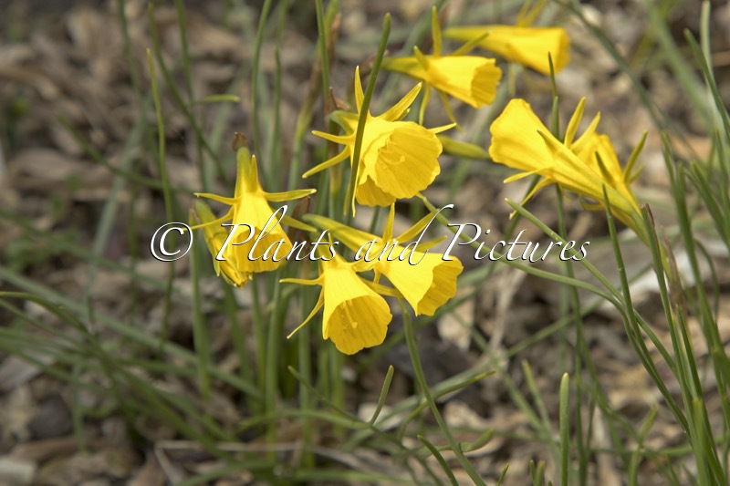Narcissus cuneiflorus