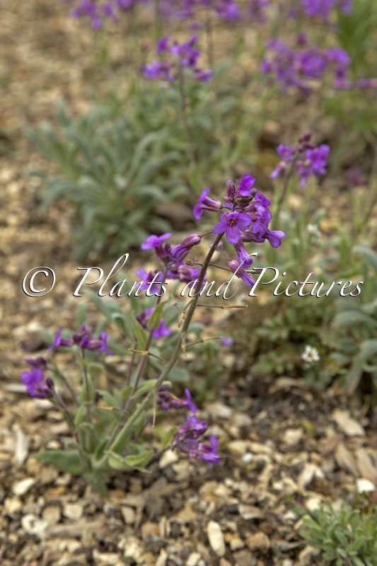 Phoenicaulis cheiranthoides