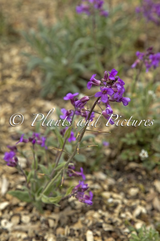 Phoenicaulis cheiranthoides