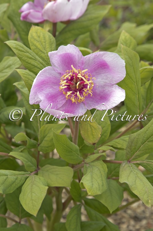Paeonia kesrouanensis