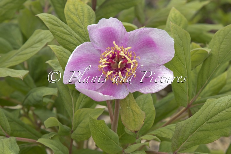 Paeonia kesrouanensis