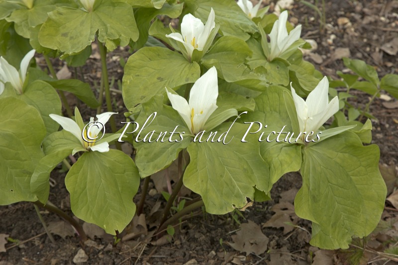 Trillium chloropetalum