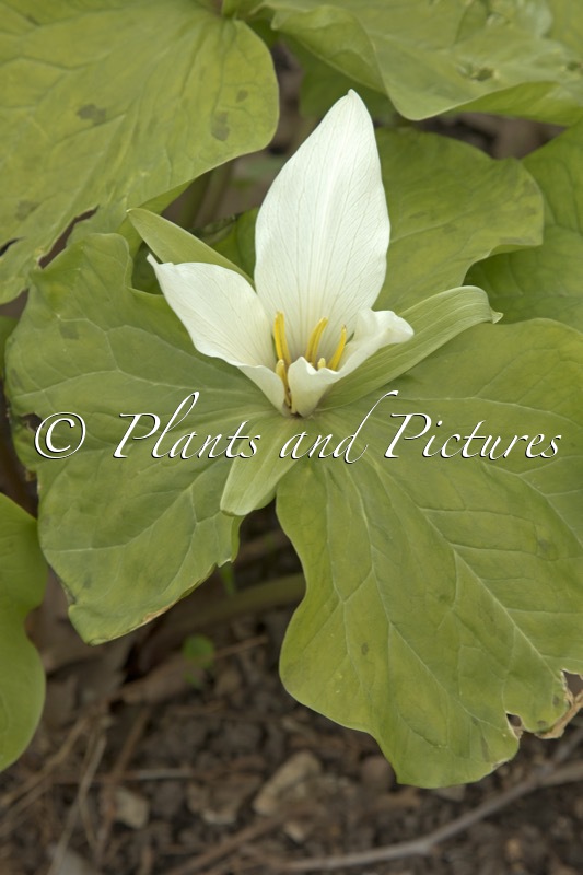 Trillium chloropetalum