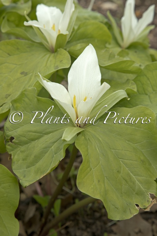 Trillium chloropetalum