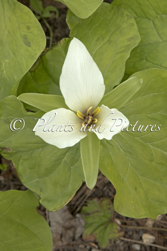 Trillium chloropetalum