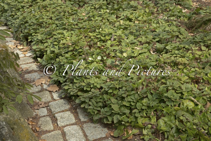Pachysandra procumbens