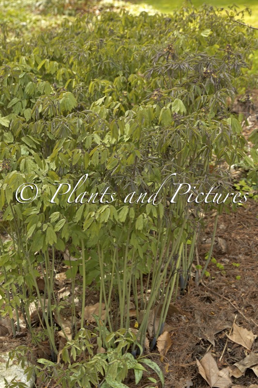 Caulophyllum thalictroides