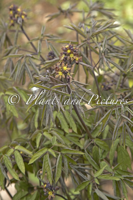 Caulophyllum thalictroides