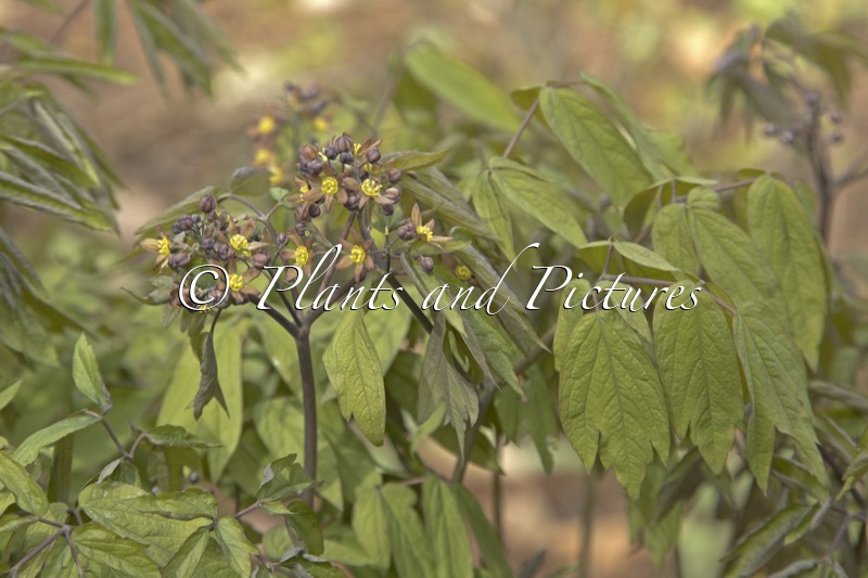 Caulophyllum thalictroides