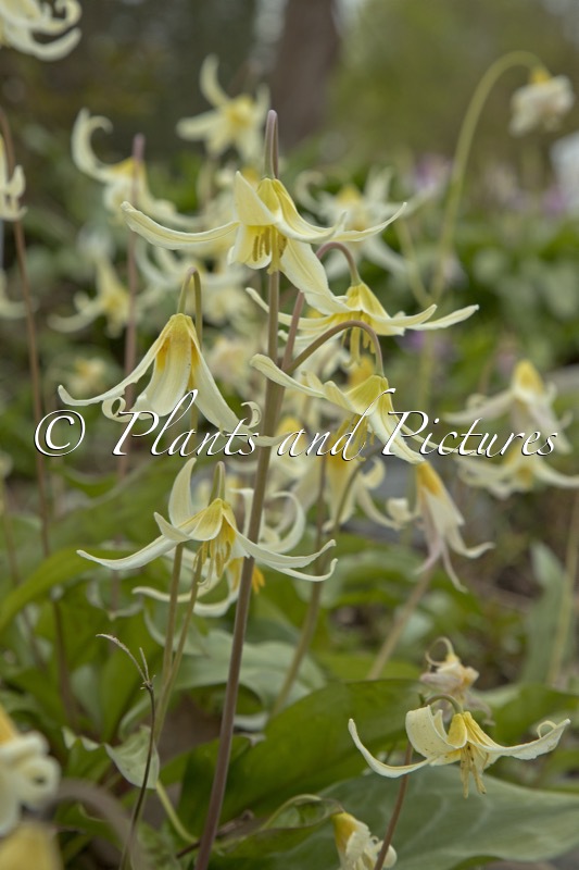 Erythronium oregonum