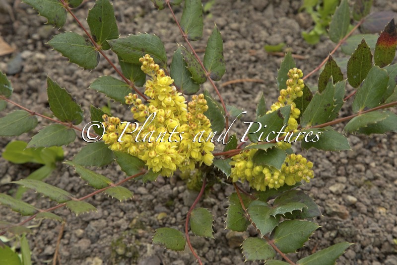 Mahonia nervosa